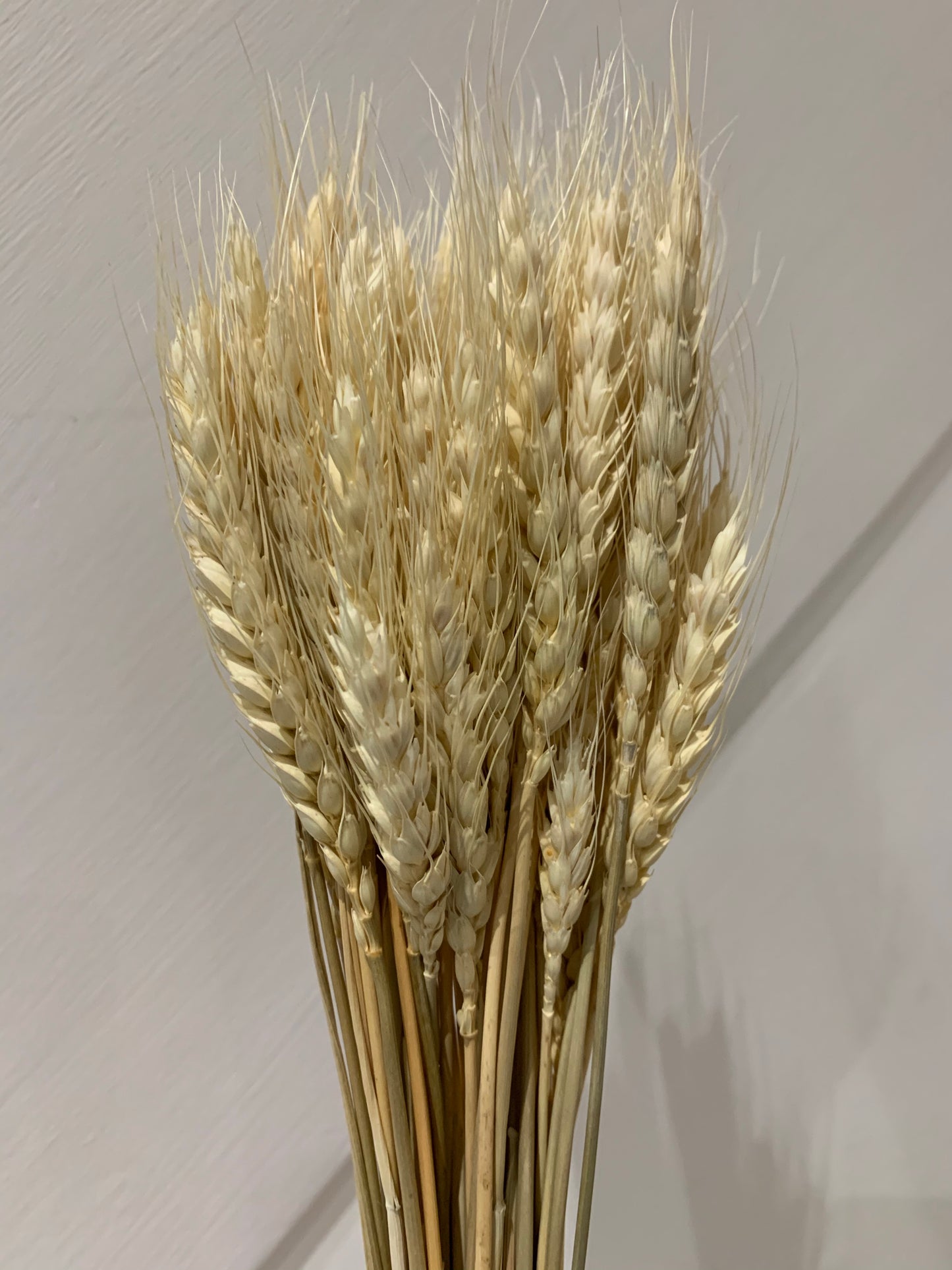 Wheat Grass Bunch